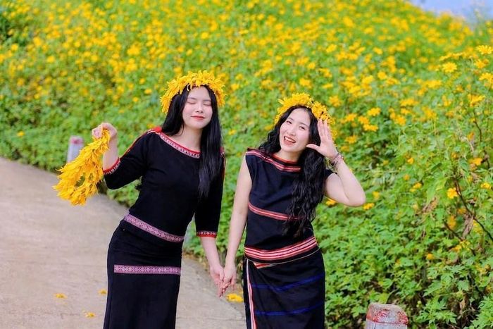 Hoa dã quỳ mọc tự nhiên, vươn lên từ đất, khoe sắc mỗi độ mùa mưa đi qua, tạo nên vẻ đẹp hoang hoải đặc trưng của cao nguyên Gia Lai