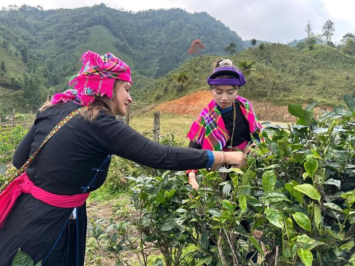 Du khách nước ngoài trải nghiệm hái chè Shan tuyết hữu cơ Bản Liền cùng người dân địa phương. Ảnh: TTXVN phát