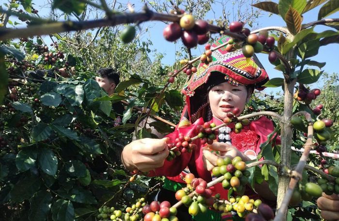 Cà-phê là một trong những cây công nghiệp chủ lực của tỉnh Sơn La, trong đó chủ yếu là cà-phê chè Arabica.