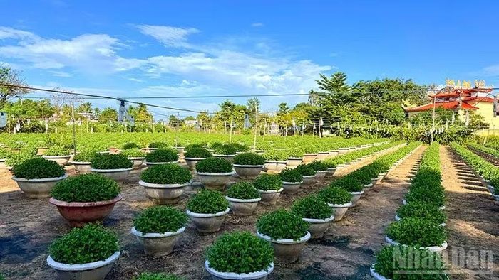 Làng hoa Hà Đông, phường Điện Bàn Bắc vào vụ Tết. (Ảnh: ANH QUÂN)