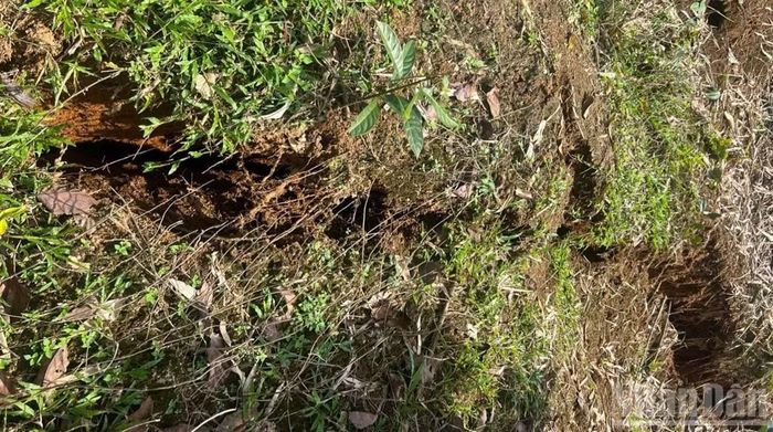 Nhiều vết nứt mặt đất xuất hiện diện rộng, kéo dài phía ta-luy dương khu vực Km136+800-Km136+900 trên Quốc lộ 28 thuộc xã Phúc Thọ-Lâm Hà.