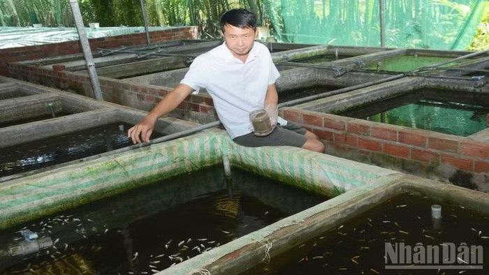 Anh Huyền khởi nghiệp thành công từ niềm đam mê nuôi cá cảnh. (Ảnh: HOÀNG VŨ)