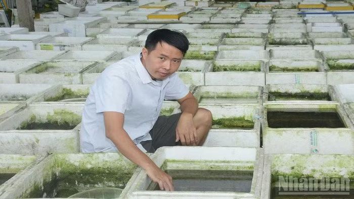Anh Huyền tiếp tục mở rộng liên kết, phát triển nghề nuôi cá cảnh. (Ảnh: HOÀNG VŨ)