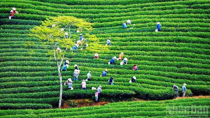Đồi chè Cầu Đất, phường Xuân Trường-Đà Lạt. (Ảnh: BẢO VĂN)
