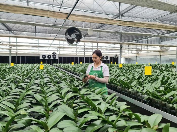 Hà Nội đã hình thành nhiều vùng sản xuất nông nghiệp ứng dụng công nghệ cao, góp phần nâng cao chất lượng nông thôn mới Thủ đô. (Ảnh: THIỆN TÂM)