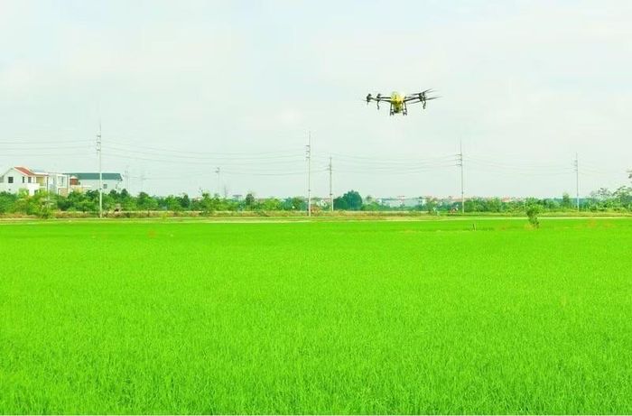 Ứng dụng drone trong sản xuất lúa vụ mùa năm 2026. (Ảnh: XÃ KIỀU PHÚ)