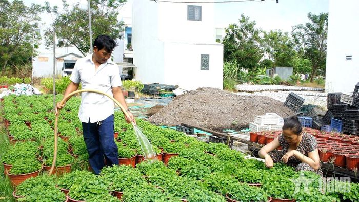 Gia đình anh Nguyễn Văn Giang chăm sóc vườn hoa.