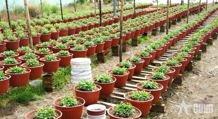  Với người trồng hoa Phó Thọ - Bà Bộ, vụ Tết không chỉ là dịp tạo nguồn thu nhập quan trọng, mà còn góp phần gìn giữ nghề truyền thống đã gắn bó với nhiều thế hệ.