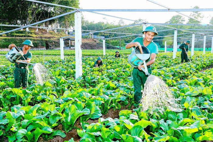 Chiến sĩ Trung đoàn 43, Sư đoàn 395 tích cực tăng gia sản xuất, cải thiện đời sống.