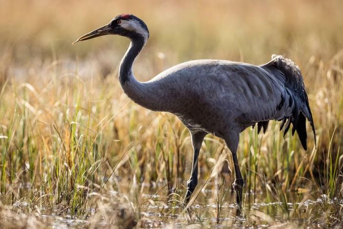 Sếu thường châu Âu (Grus grus) mà DNA cổ xác nhận có cùng danh tính phân loại với những bộ xương từng được cho là thuộc loài sếu khổng lồ đã tuyệt chủng.