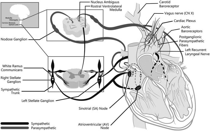 Các hạch thần kinh sao ở hai bên cơ thể góp phần điều chỉnh hoạt động tim thông qua hệ thần kinh giao cảm.