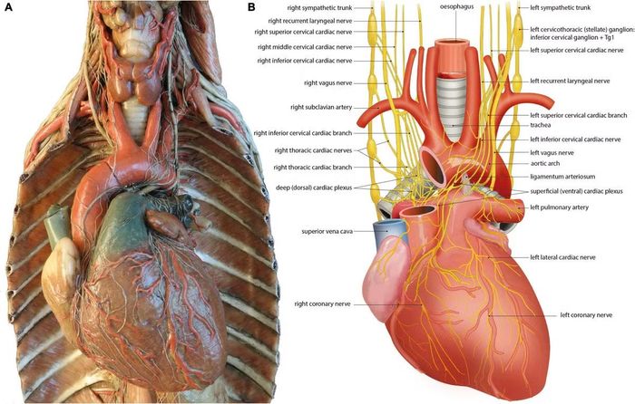 Hạch thần kinh sao nằm ở vùng cổ thấp và ngực trên, tham gia truyền tín hiệu giao cảm đến tim.