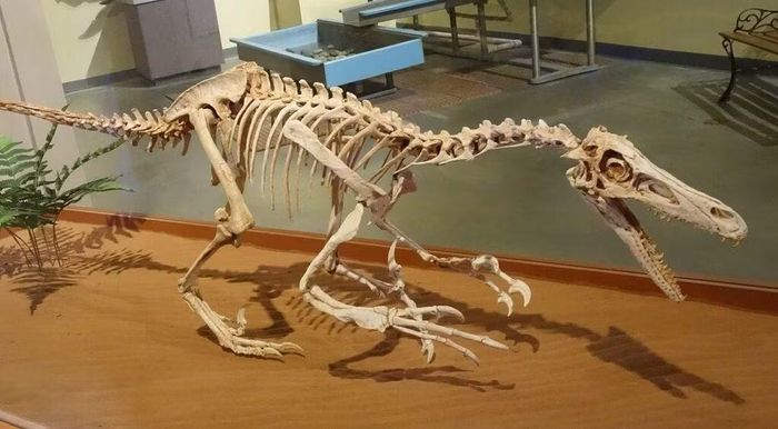 Bộ xương phục dựng của Velociraptor giúp các nhà khoa học tái hiện hình dáng và tư thế vận động của loài này. Ảnh: outforia.com