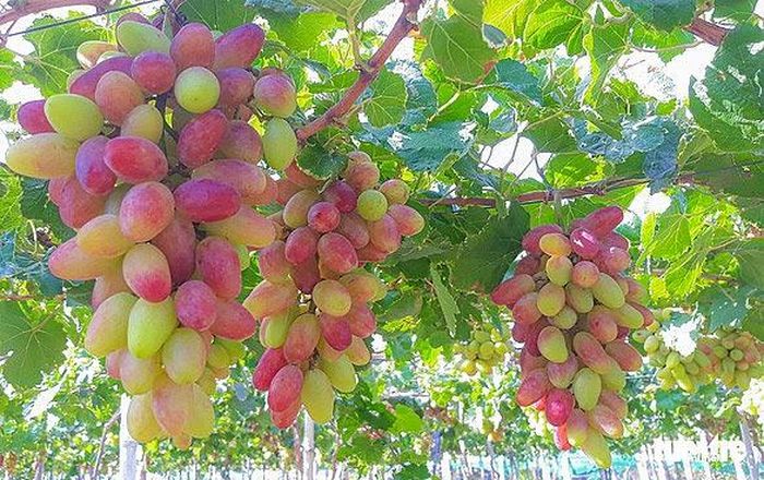 Nho “ba màu” ở Ninh Thuận. (Ảnh: Duy Ngọc)