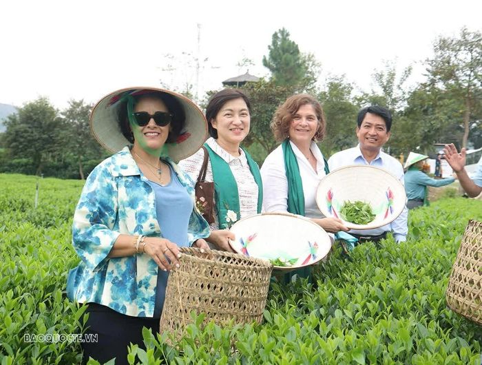 Đoàn Ngoại giao tham quan, trải nghiệm văn hóa trà và bản sắc dân tộc tại HTX Tiến Yên (xã Tân Cương).