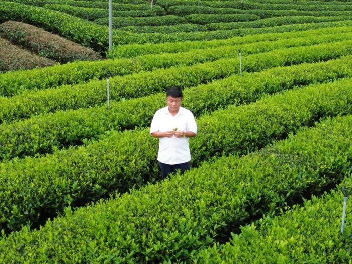 Ông Hoàng Xuân Thủy - xã Đồng Hỷ - kiểm tra chất lượng búp chè chuẩn bị cho Festival.