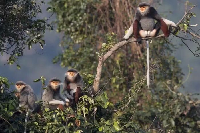 Việc bảo vệ rừng đã góp phần phục hồi đa dạng sinh học cho các cánh rừng tại Việt Nam. Trong ảnh là quần thể Chà vá chân nâu sống tại Khu dự trữ sinh quyển miền Tây Nghệ An.