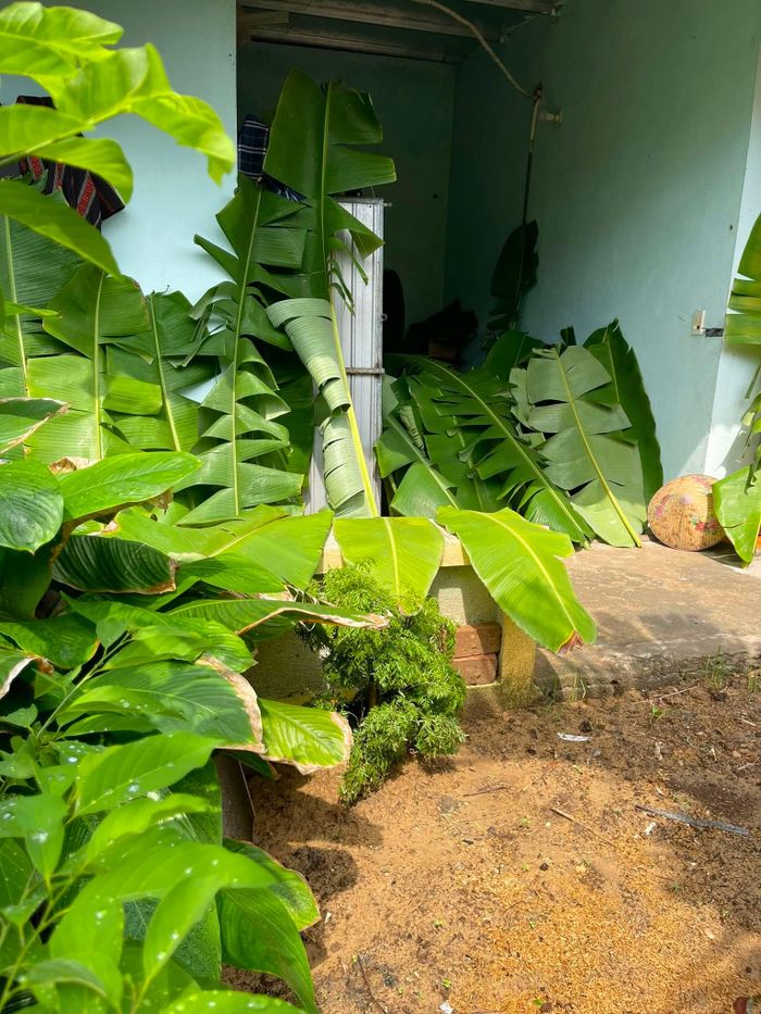 Từng nguyên liệu và công đoạn làm nem đều được lựa chọn, thực hiện tỉ mỉ, kỹ lưỡng