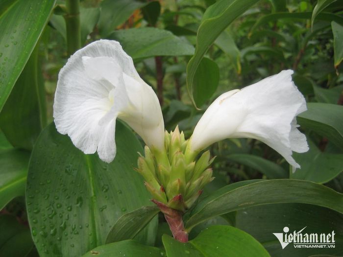 Cây mía dò giúp hỗ trợ hạ đường huyết. Ảnh: N. Huyền 