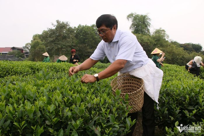 Tham tán - Phó đại sứ Vương quốc Campuchia Mr. Sok Phodany trải nghiệm hái chè tại Hợp tác xã Trà Tiến Yên. Ảnh: Tiến Hùng