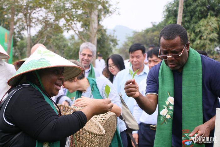 Các đại biểu quốc tế thích thú tham gia trải nghiệm hái trà trong Chương trình tham quan, trải nghiệm văn hóa trà và tham dự Lễ khai mạc Festival Trà Quốc tế – Thái Nguyên năm 2026. Đây là dịp để bạn bè quốc tế hiểu thêm về vùng đất, con người Thái Nguyên và những giá trị đặc sắc của văn hóa trà Việt Nam, qua đó tăng cường giao lưu hữu nghị, mở ra cơ hội hợp tác kinh tế, du lịch và phát triển thương hiệu trà Thái Nguyên. Ảnh: Tiến Hùng