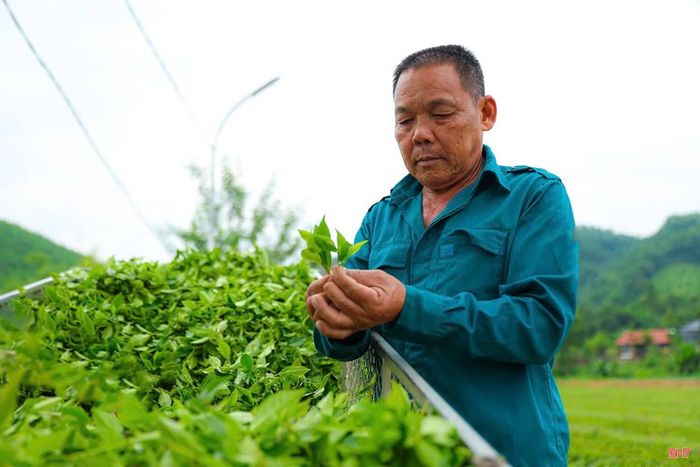 Hà Tĩnh xác định NNST là chủ đạo trong phát triển kinh tế nông nghiệp bền vững và được cụ thể hóa tại các chương trình, đề án về phát triển nông nghiệp hữu cơ; sản xuất giảm phát thải; xây dựng nông thôn mới.
