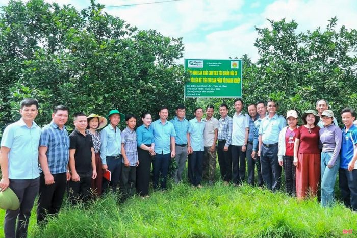 Trung tâm Khuyến nông Hà Tĩnh phối hợp với xã Đồng Lộc triển khai mô hình “sản xuất cam theo tiêu chuẩn hữu cơ gắn với liên kết tiêu thụ sản phẩm với doanh nghiệp” trên quy mô 13 ha.