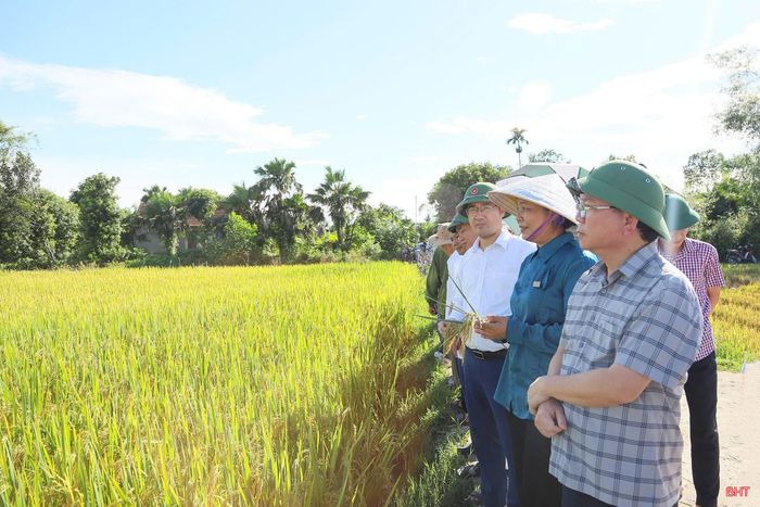 Công ty CP Giống và Thương mại Hà Tĩnh đang đồng hành cùng các địa phương tổ chức sản xuất lúa quy trình lúa giảm phát thải, hướng tới xây dựng thương hiệu lúa gạo Hà Tĩnh.