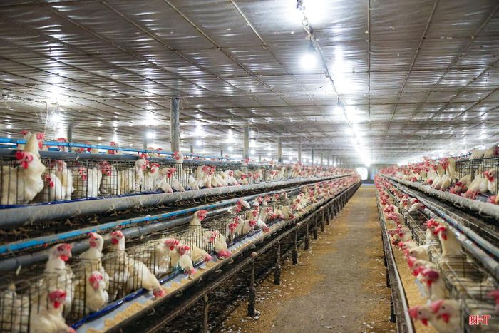 Khác với những khu chăn nuôi truyền thống, bên trong trang trại là hệ thống chuồng nuôi được bố trí khoa học. Các dãy lồng nối tiếp nhau, tạo thành không gian sản xuất quy mô lớn.