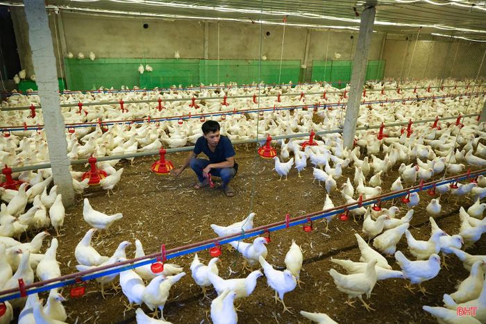Hiện, trang trại có khoảng 30.000 con gà đẻ trứng và 10.000 con gà hậu bị. Bình quân mỗi ngày, trang trại thu hoạch hơn 28.000 quả trứng, bán với giá 2.500 đồng/quả. Sau khi trừ các khoản chi phí, anh Dũng thu lợi nhuận gần 30 triệu đồng mỗi ngày.