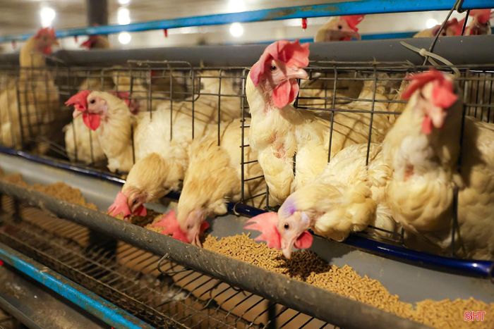 Mỗi quả trứng là kết quả của quá trình chăm sóc, kiểm soát dinh dưỡng và môi trường nuôi. Để duy trì năng suất, các khâu sản xuất phải được tổ chức khoa học và đồng bộ.