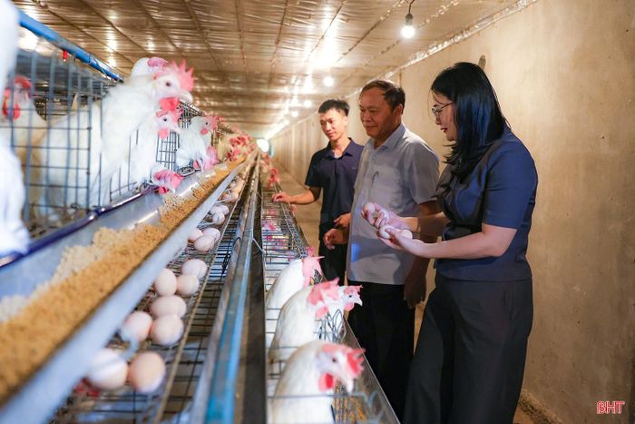 Từ những bước đi ban đầu còn nhiều áp lực, anh Dũng đã từng bước mở rộng quy mô, tạo dựng nguồn thu ổn định. Mô hình cho thấy cơ hội phát triển kinh tế nông thôn khi người trẻ dám đổi mới, biết vận dụng kiến thức và chủ động tìm kiếm thị trường.