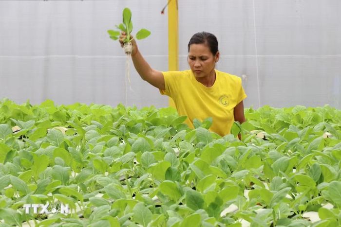 Công nhân chăm sóc rau rau thủy canh hồi lưu của Công ty TNHH Green Farm, phường Nguyệt Hóa, tỉnh Vĩnh Long. (Ảnh: Phúc Sơn/TTXVN)