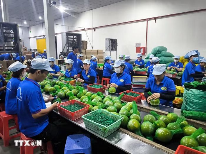 Đóng gói bưởi da xanh xuất khẩu tại nhà máy chế biến sản xuất Hương Miền Tây, xã Phước Mỹ Trung, tỉnh Vĩnh Long. (Ảnh: Phúc Sơn/TTXVN)
