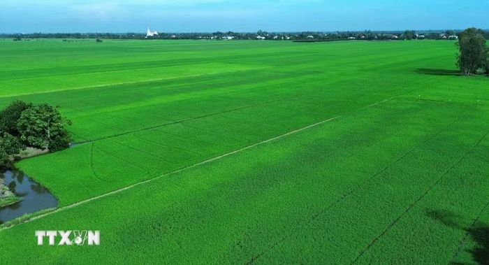 Đồng Tháp Mười là vùng sản xuất lúa hàng hóa quy mô lớn của tỉnh Tây Ninh, với diện tích gieo sạ bình quân gần 448.000ha/năm và sản lượng hơn 2,7 triệu tấn. (Ảnh: Bùi Giang/TTXVN)