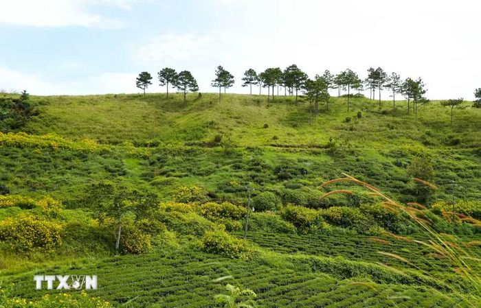 Hoa dã quỳ khoe sắc trên những triền đồi ở vùng ngoại ô Cầu Đất (nay là phường Xuân Trường – Đà Lạt, Lâm Đồng). (Ảnh: Nguyễn Dũng/TTXVN)