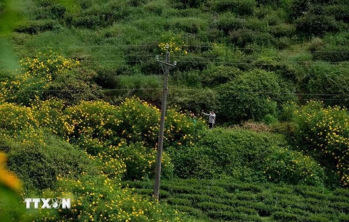Các điểm tham quan, chụp hình hoa dã quỳ được du khách lựa chọn như Sân bay Cam Ly, khu vực hồ Tuyền Lâm, đồi trà Cầu Đất, ven cao tốc Liên Khương-Prenn… (Ảnh: Nguyễn Dũng/TTXVN)