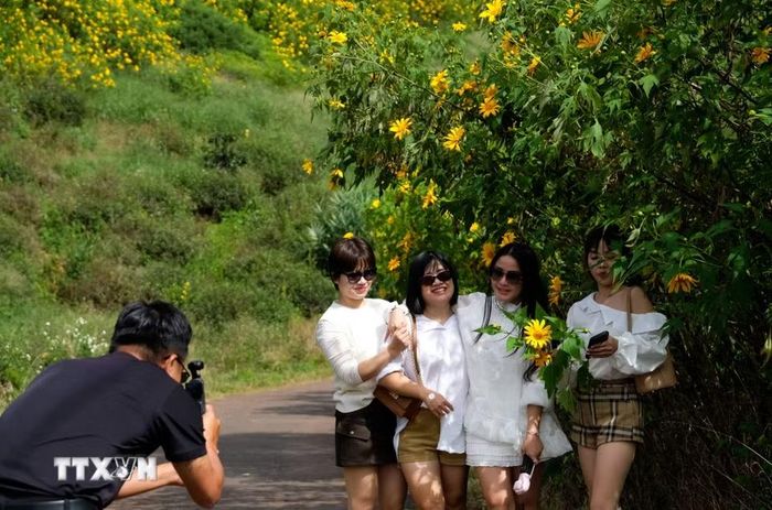Nhóm du khách đi “săn” ảnh với hoa dã quỳ cách trung tâm Đà Lạt gần 20km. (Ảnh: Nguyễn Dũng/TTXVN)