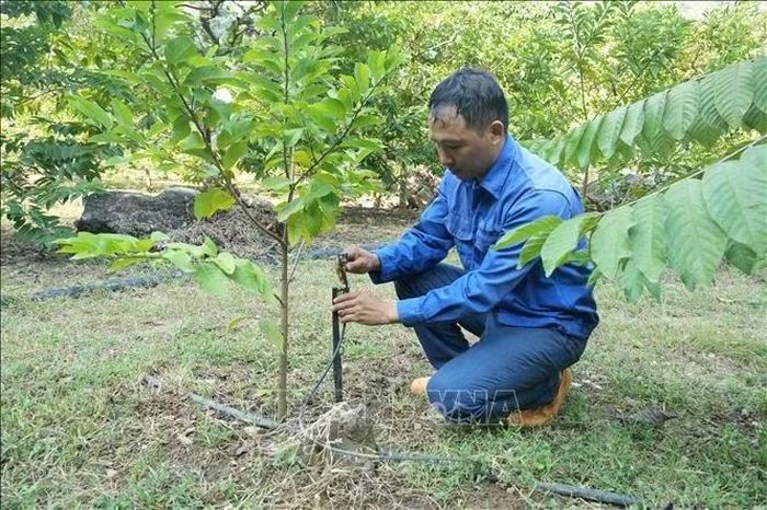 Anh Nguyễn Văn Cường, thôn Chi Lăng, xã Chi Lăng, tỉnh Lạng Sơn bên hệ thống tưới nhỏ giọt.