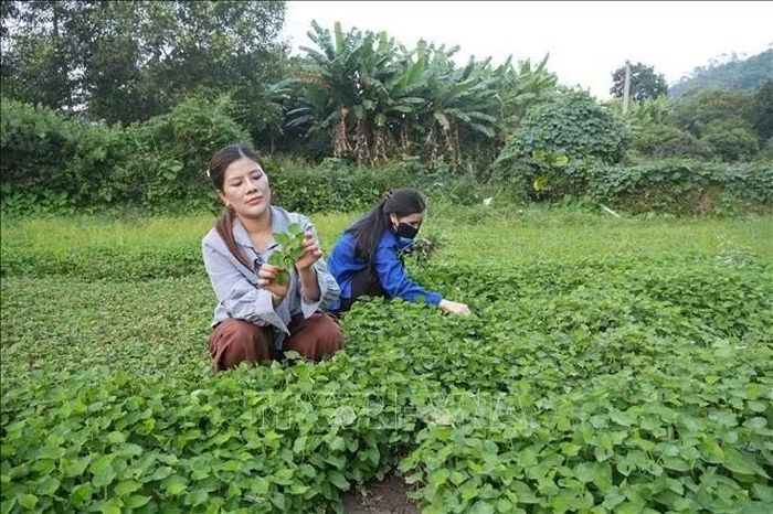 Chị Vi Thị Lụa, HTX Chế biến nông sản Lụa Vy, livestream giới thiệu vùng nguyên liệu diếp cá trong chế biến trà diếp cá.