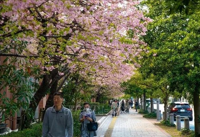 Hàng cây anh đào Kawazu khoe sắc tại vịnh Tokyo. Ảnh: Xuân Giao – PV TTXVN tại Nhật Bản