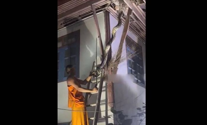 Nhà sư dùng tay không tóm lấy đuôi con trăn. Ảnh cắt từ clip/Kom Chad Luek