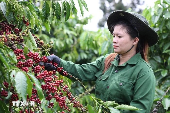 Công nhân thu hoạch cà phê ở Đắk Lắk. Ảnh: Tuấn Anh/TTXVN