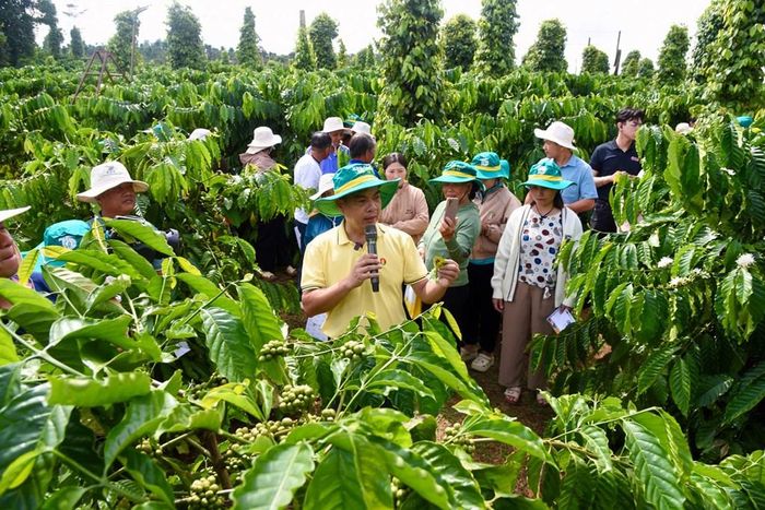 Phân Bón Cà Mau đưa công nghệ số vào quản lý canh tác tại vùng trồng với ứng dụng 2Nông. Ảnh: A.N/Bnews/vnanet.vn