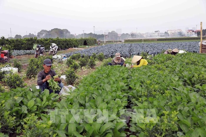 Vùng sản xuất rau theo tiêu chuẩn VietGap. Ảnh: TTXVN