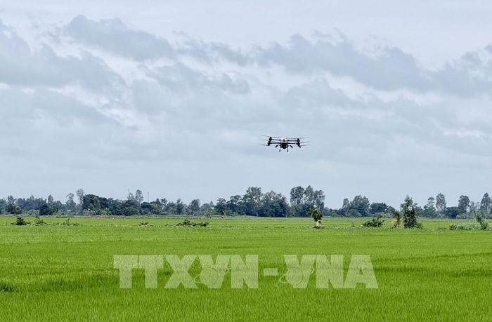 Nông dân xã Phú Hòa (An Giang) ứng dụng máy bay không người lái trong sản xuất lúa, góp phần cơ giới hóa đồng ruộng, tiết kiệm chi phí và nâng cao hiệu quả canh tác. Ảnh: Thanh Sang – TTXVN