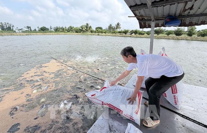 Nuôi cá tra thương phẩm tại xã Phú Hòa (An Giang) mang lại nguồn thu nhập cao cho người dân, góp phần phát triển kinh tế địa phương. Ảnh: Thanh Sang – TTXVN