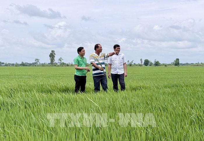 Các vùng sản xuất lúa tại xã Phú Hòa (An Giang) được định hướng phát triển theo hướng ứng dụng khoa học công nghệ, nâng cao giá trị sản phẩm nông nghiệp. Ảnh: Thanh Sang – TTXVN