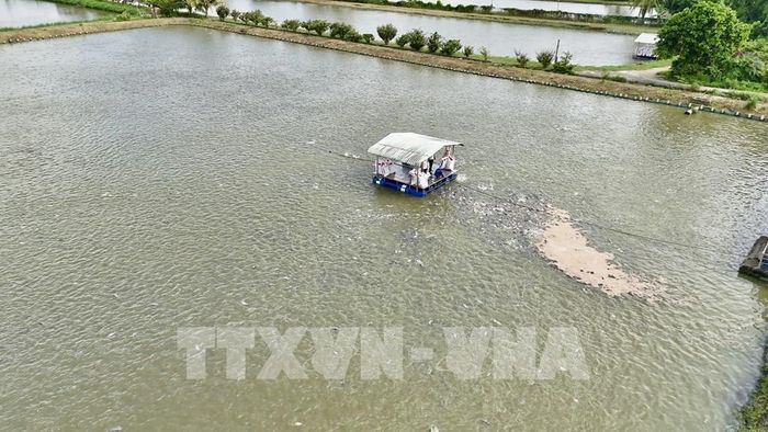 Vùng nuôi cá tra thương phẩm quy mô lớn tại xã Phú Hòa (An Giang), cung cấp nguồn nguyên liệu phục vụ chế biến và xuất khẩu. Ảnh: Thanh Sang – TTXVN