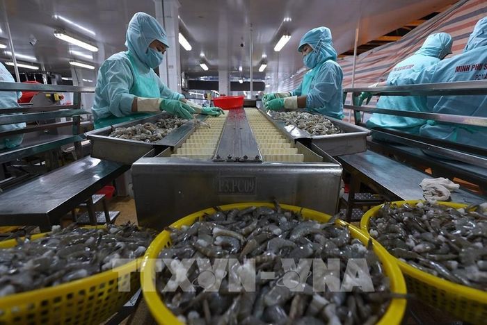 Phân loại sản phẩm tôm trước khi cấp đông, ở nhà máy của Tập đoàn Thuỷ sản Minh Phú, phường Lý Văn Lâm, tỉnh Cà Mau. Ảnh: Vũ Sinh - TTXVN